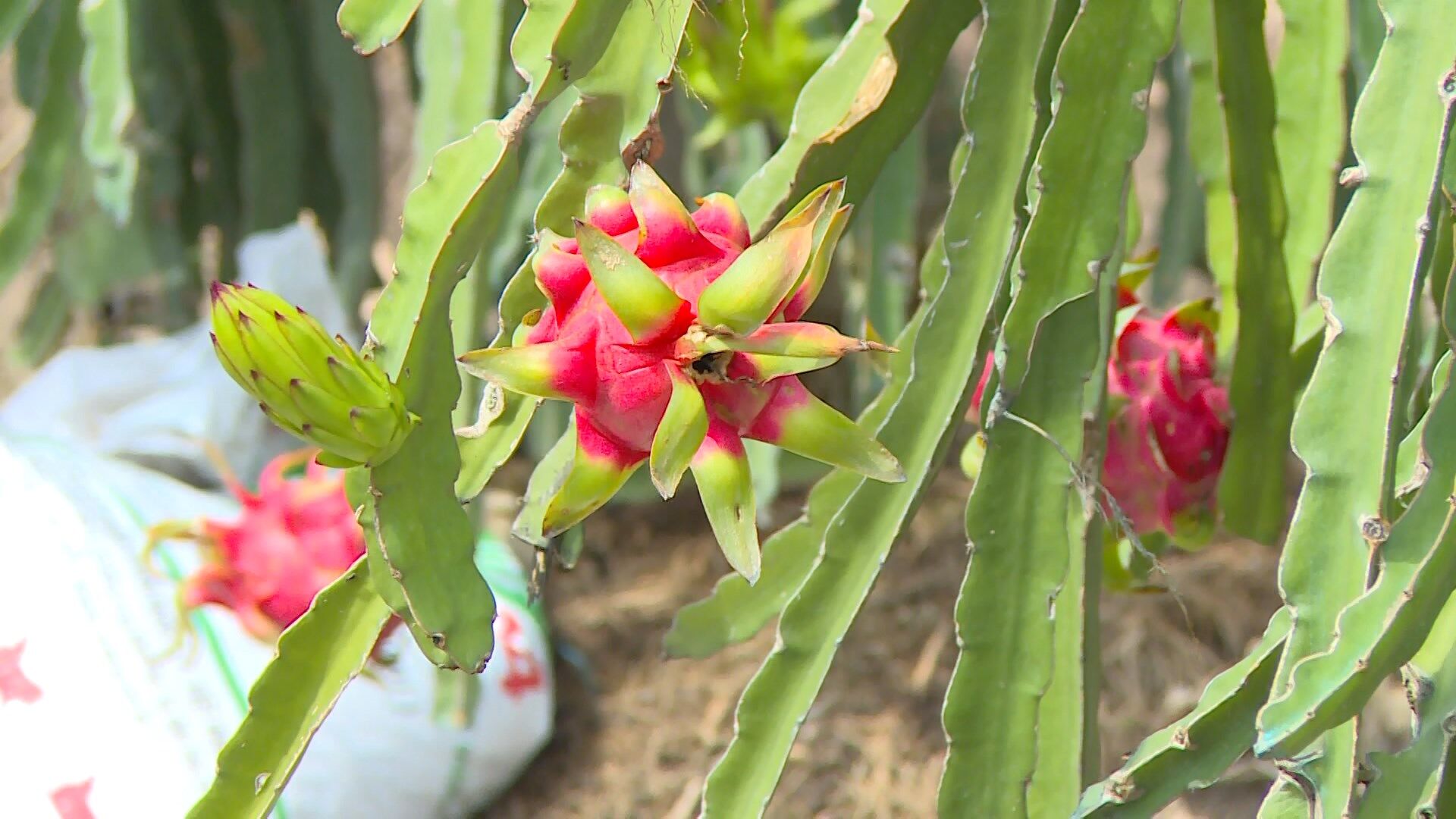 Wake up to Vietnam’s sweetest dragon fruit on a Legend Travel Group adventure